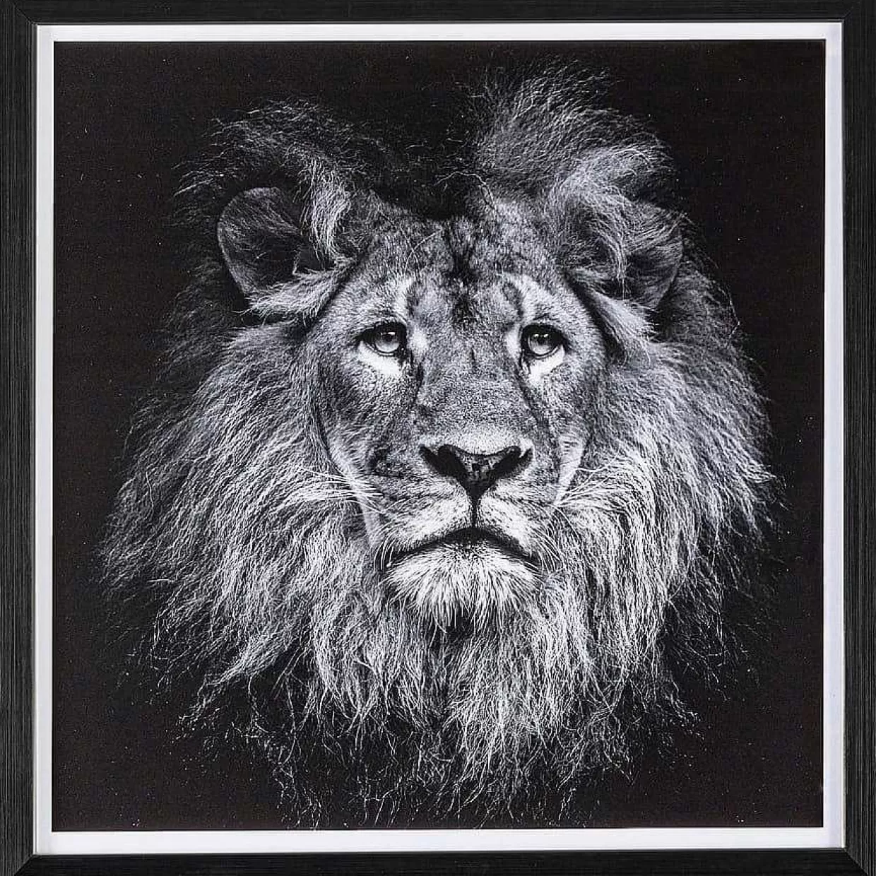 Bild Evidence Lion 42X43>mutoni lifestyle Best Sale