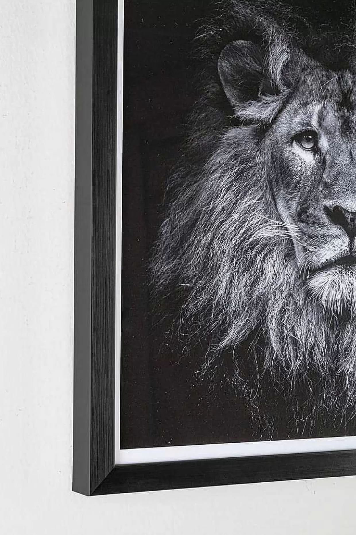 Bild Evidence Lion 42X43>mutoni lifestyle Best Sale